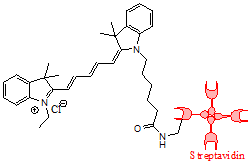 Cy5标记链霉亲和素