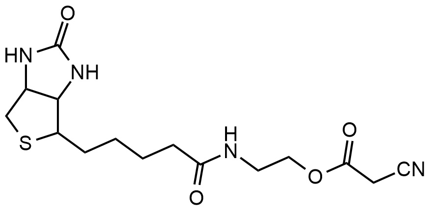 生物素酰氨基乙醇氰基乙酸酯 (CN-Biotin)
